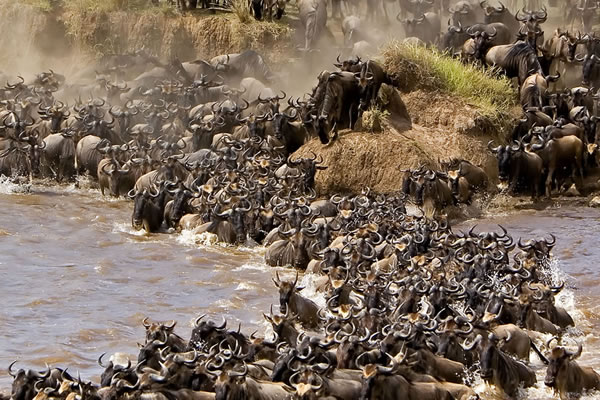 Tanzania-Wildebeest-Migration